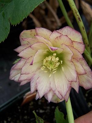 Helleborus x hybridus 'Spring's Dawn Collection' - Hellebore from Quackin Grass Nursery