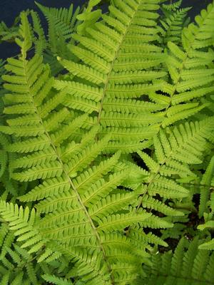 Dryopteris pseudo-filix mas Mexican Male Fern from Quackin Grass Nursery