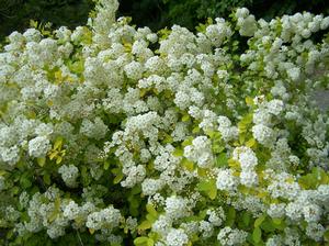 Image of Spirea vanhouttei in a hedgerow