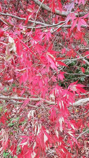 Acer palmatum 'Burgundy Lace' - Japanese Maple from Quackin Grass Nursery