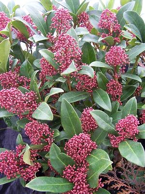 Skimmia japonica 'Rubella' Skimmia from Quackin Grass Nursery