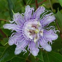 Passiflora incarnata (northern hardy strain)