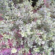 Berberis sieboldii