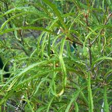 Rhamnus frangula 'Asplenifolia'
