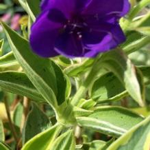 Tibouchina urvilleana 'Variegata'