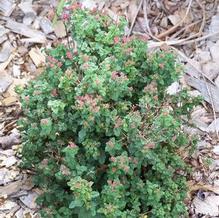 Spiraea bullata 'Crispa'