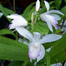 Bletilla striata var. alba 'Variegata'