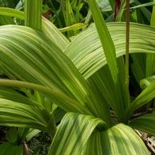 Bletilla striata 'Gotemba Stripes'