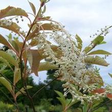 Clethra barbinervis