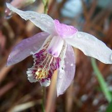 Bletilla x 'Brigantes'