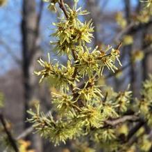 Hamamelis virginiana 'Harvest Moon'