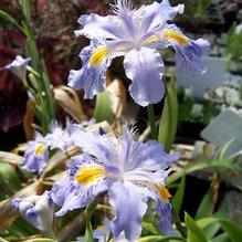 Iris japonica 'Eco Easter'