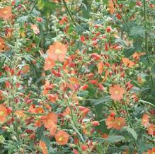Gray Globemallow