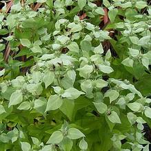 Pycnanthemum muticum