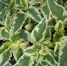 Scrophularia auriculata 'Variegata'