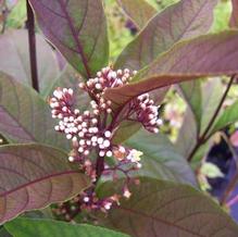 Callicarpa kwangtungensis