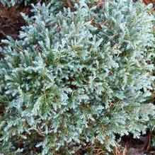 Sawara Cypress