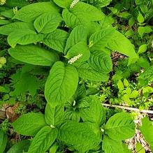 Serrate-leaf Chloranthus