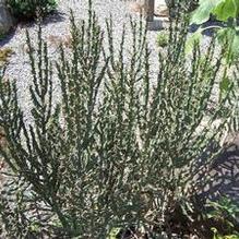 Cylindropuntia imbricata ''extra hardy''