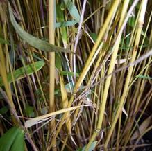 Umbrella Bamboo