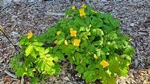 Hylomecon japonicum