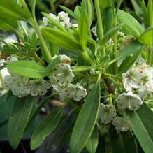 Kalmia angustifolia f. candida