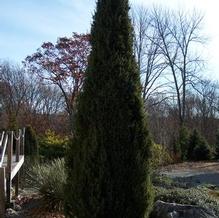 Juniperus communis 'Sentinel'