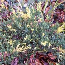 Juniperus procumbens 'Variegata'