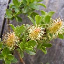 Mountain Willow