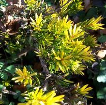 Taxus cuspidata 'Aurescens'