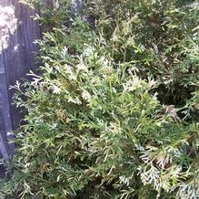Japanese Elkhorn Cedar