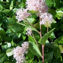 Ceanothus x pallidus 'Marie Simon'