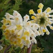 Edgeworthia chrysantha