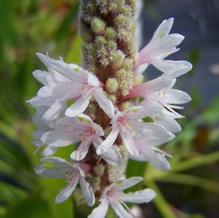 Pontederia cordata 'Alba'