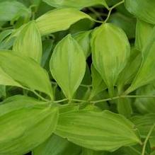 Disporum longistylum 'Winter Sun'