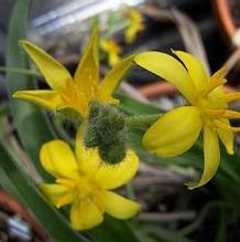 Star Lily