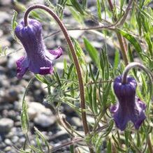Bush Clematis