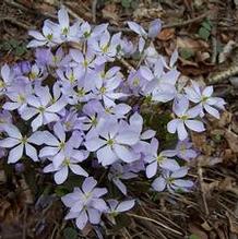 Asian Twinleaf