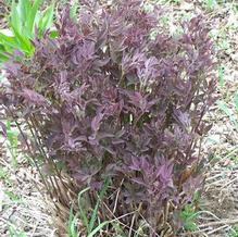 Bush Clematis