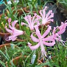 Nerine angustifolia