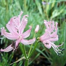 Nerine angustifolia (coll. Lady Grey)