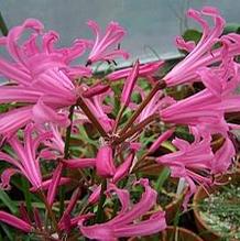 Nerine bowdenii