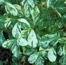 Persicaria virginiana var. filiformis 'Painter's Palette'