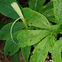 Sauromatum venosum 'Indian Giant'