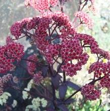 Stonecrop