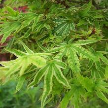 Acer palmatum 'Higasa yama'