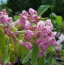 Kalmia angustifolia