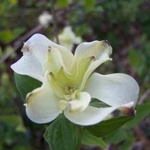 Cornus florida 'Plena' (syn. Pluribracteata)'