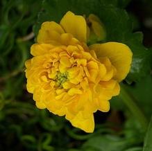 Caltha palustris 'Flore-pleno'