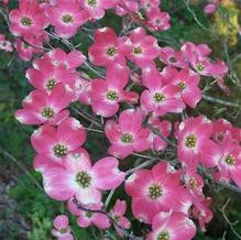 Cornus florida 'Cherokee Brave'